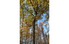 Property photo 28 - 75.3 Acres Offered in 2 Tracts